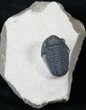 Quality Gerastos Trilobite Fossil - Foum Zguid #14030-2